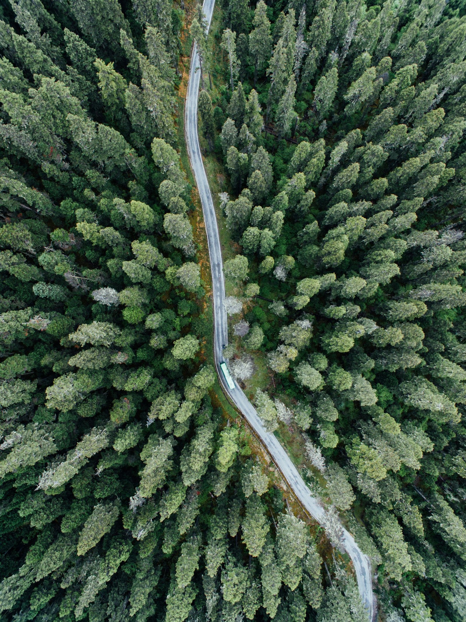 Winding road through dense northern boreal forest.