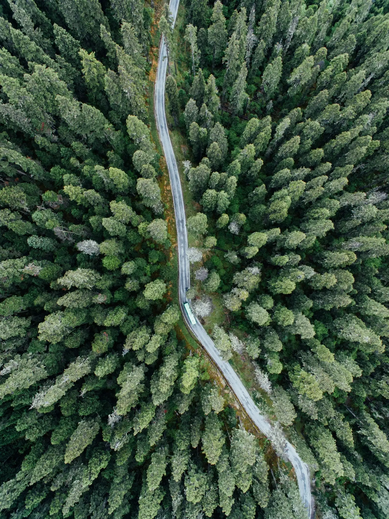 Aerial drone view of a winding road through dense boreal evergreen forest.